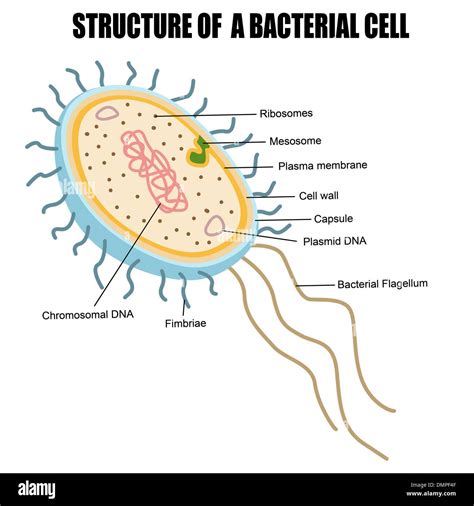 Image result for Basic Structure of Bacteria