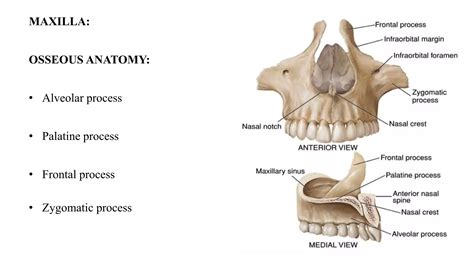 Image result for Maxillary Nerve Block