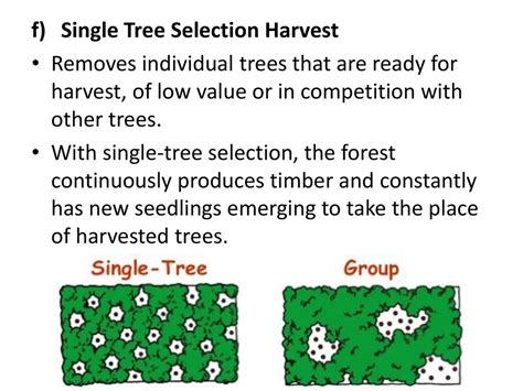 Toradh íomhá ar Single Tree Frame Net