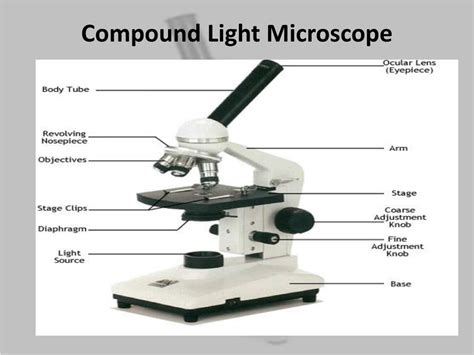 Image result for Compound Light Microscope Labeled Diagram