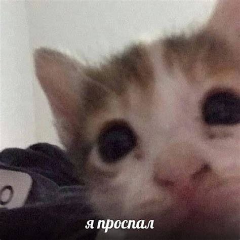 Toradh íomhá ar Zero Two Roblox Audio