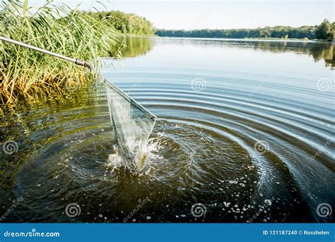 Image result for Catching White Fish Now with Net
