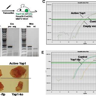 YAP1 Focal Adhesion に対する画像結果