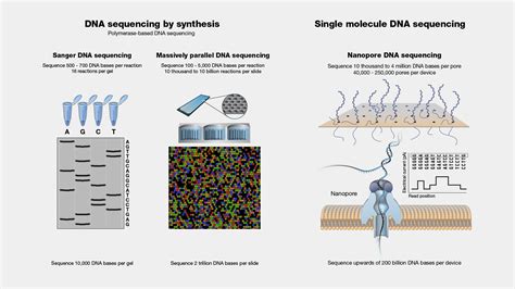 DNA Sequencing Steps に対する画像結果