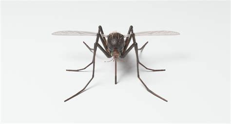 3D Model Mosquito Animation - TurboSquid 1387278