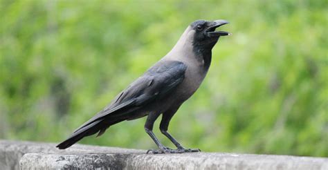 Crow Sounds Different に対する画像結果