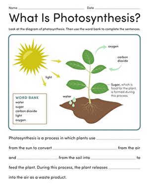 Afbeeldingsresultaten voor How Does Photosynthesis Work Worksheet Answers