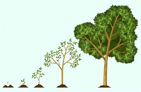 Stages of Tree Growth に対する画像結果