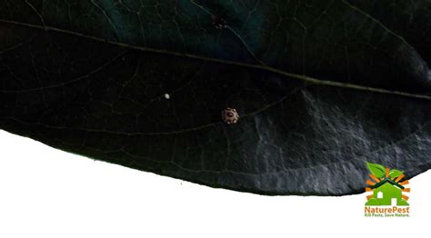 Image result for Scale Insect Damage