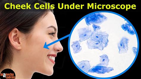 Image result for Human Cheek Cell Microscope