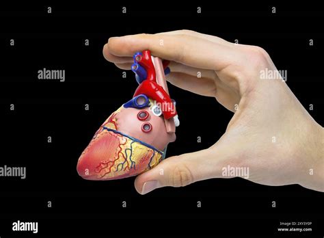 Image result for Isolated Model Human Heart