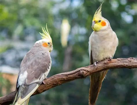 Image result for Cockatiels Playing