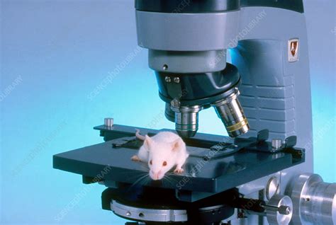 Image result for Mouse DC Microscope