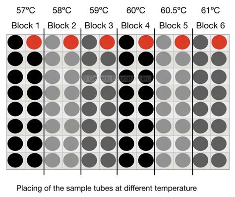 Image result for Gradient PCR Bio-Rad