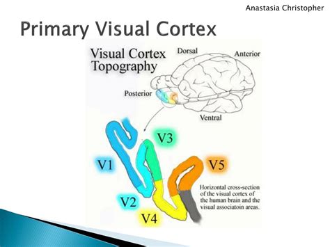 Receptive Field Primary Visual Cortex に対する画像結果