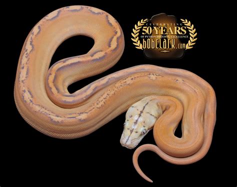 Afbeeldingsresultaten voor Reticulated Python with Kid