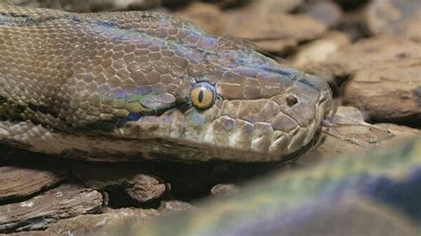 Image result for Giant Thai Python