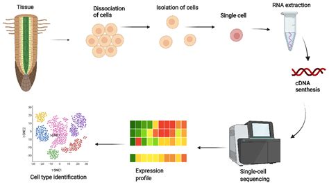 Toradh íomhá ar Transcriptomics RNA-Seq