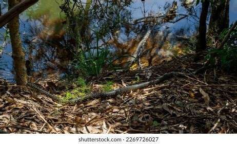 Image result for Diamond Python Fun Facts