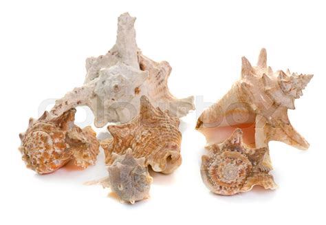 Shellfish Shell Color Change に対する画像結果