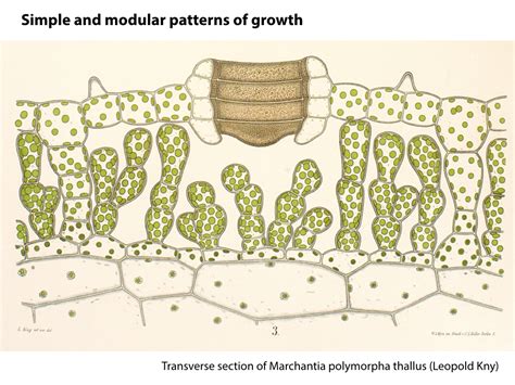 Marchantia Thallus Diagram に対する画像結果