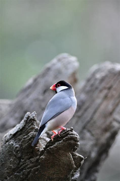 Java Sparrow Tree に対する画像結果