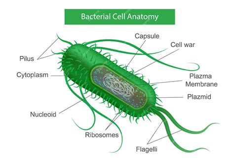 Image result for Bacteria Component
