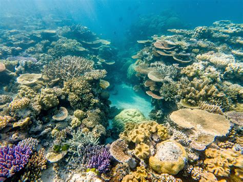 Toradh íomhá ar Coral Reef