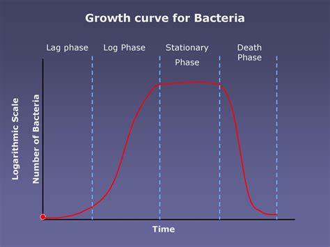 Image result for Generation Time Graph Micro Lag Log Phase