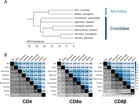 Image result for Rodent Family Tree