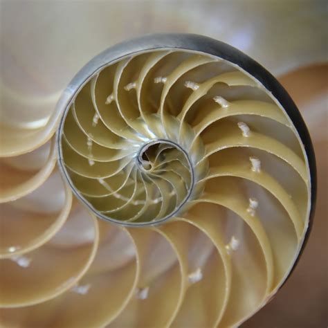 Fibocanni Patterns에 대한 이미지 결과