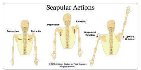 Toradh íomhá ar Upward vs Downward Rotation of Scapula