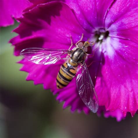 Insect On Flower に対する画像結果