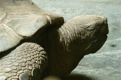 Snowboarding Turtle Shell に対する画像結果