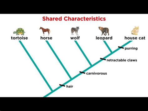Image result for Animal Evolution Cladogram
