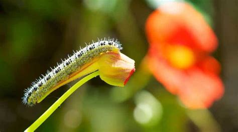 Image result for How to Kill Cutworms in Garden