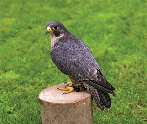 Image result for What Falcon