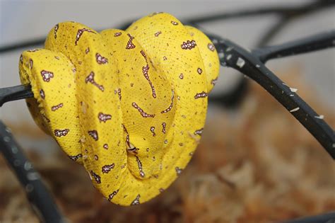 Green Python Hatchlings に対する画像結果