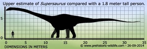 Supersaurus Pictures & Facts - The Dinosaur Database