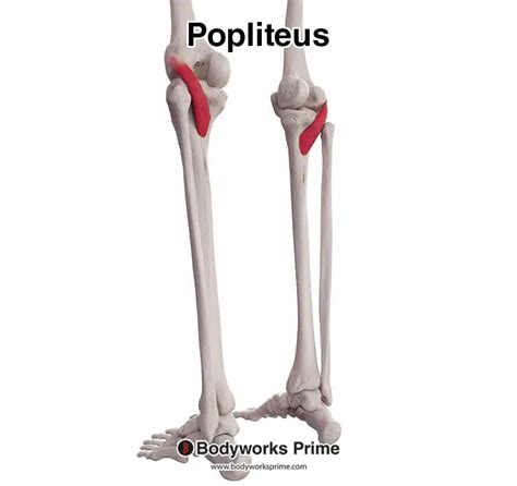 Image result for Popliteus Muscle Function Test