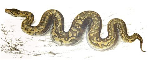Image result for Python Natalensis