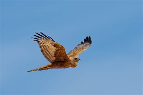 Image result for Red Goshawk Life Cycle Flow Chart