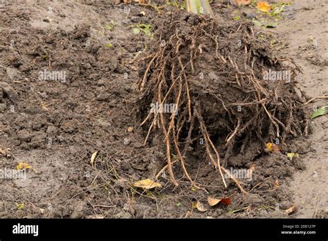 Image result for Banana Tree Root System
