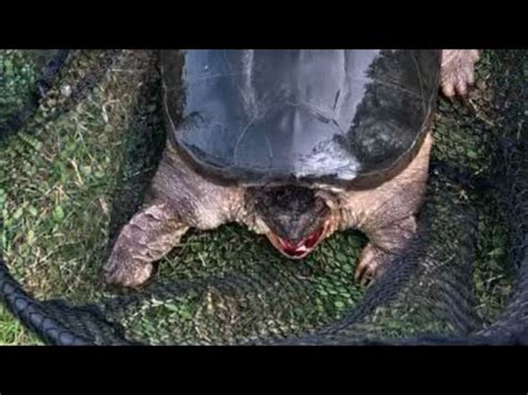 Image result for Snapping Turtle Blood Color