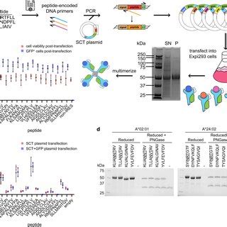 Image result for Image of the SCT Model