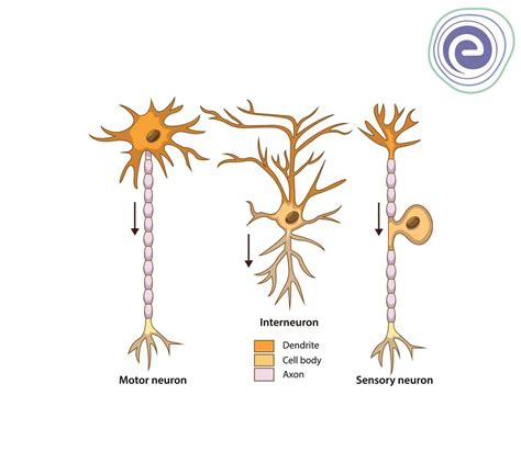 Toradh íomhá ar Multipolar Neuron Structure