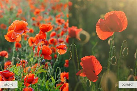 Afbeeldingsresultaten voor Focal Point Photography Examples