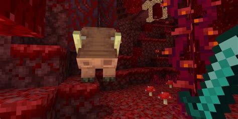 Image result for How to Tame Hoglin in Minecraft