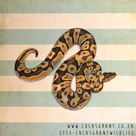 Image result for Ball Python Engraving