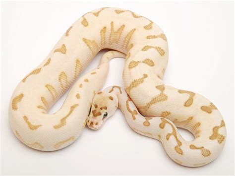 Image result for Spiratic Pattern Ball Python